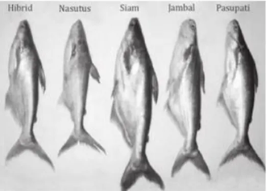 Gambar 2.1 Beberapa Jenis Ikan Patin yang Dibudidayakan di Indonesia 