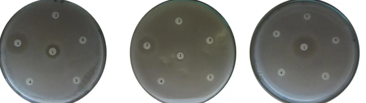Gambar  1.  Skrining  aktivitas  antimikroba  terhadap  E.coli  (a),  Staphylococcus  aureus  (b)  dan  Candida albicans (c) pada hari ke-15 