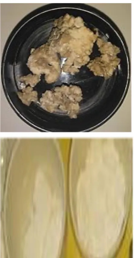 Gambar 1. Hasil Sintesa HAp Kerabang Telur  Ayam  (a)  sebelum  sintering;  (b)  HAp  sesudah sintering pada suhu 1000ºC 
