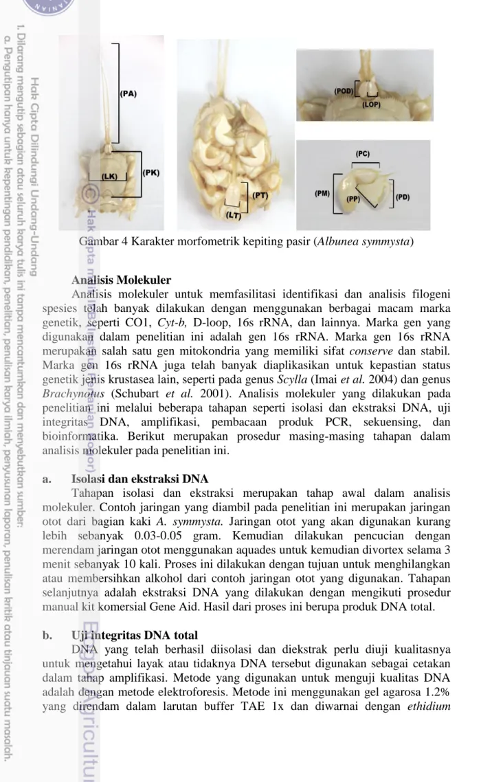 Gambar 4 Karakter morfometrik kepiting pasir (Albunea symmysta) 