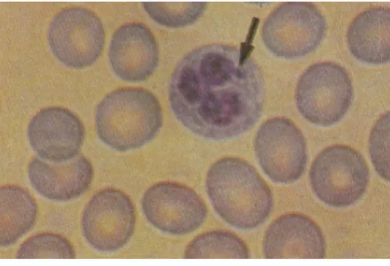 Gambar 2.4: Polimorfonuklear neutrofil 