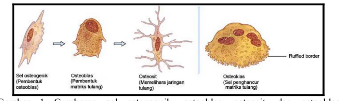 Gambar 1 Gambaran sel osteogenik, osteoblas, osteosit, dan osteoklas  (dimodifikasi dari Leeson et al