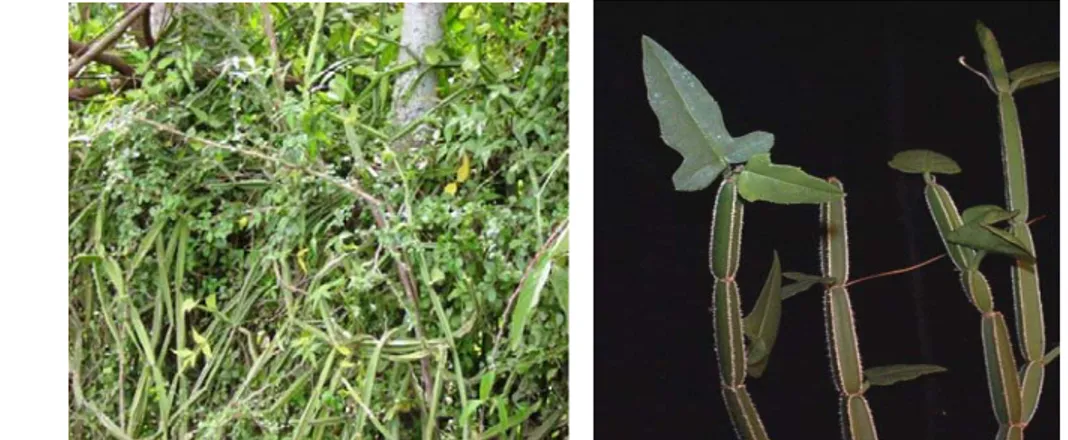 Gambar 2  Morfologi tanaman sipatah-patah (Cissus quadrangula Salisb.) dari  Aceh (Sabri 2011)