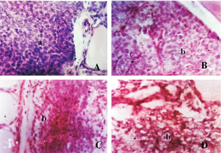 Gambar 1. A. Histopatologis kelenjar paratiroid tikus kelompok A terlihat  (a) sel prinsipal kompak, tidak ada  vakuola (Hematoksilin dan eosin, 400x.).