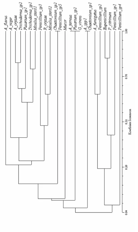 Gambar 2. Pengelompokan kehadiran jenis kapang berdasarkan ketinggian tempat dengan menggunakan indeks kesamaan Sorenson.