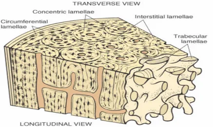 Gambar 1. Struktur Tulang Normal dengan Sistem Havers 21 .