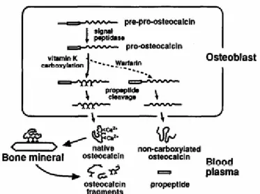 Gambar 10. Metabolisme Osteokalsin 11    Sumber:Allison 11 