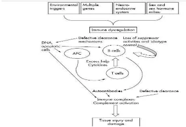 Gambar 1.1 Patogenesis dari SLE (Mok dan Lau, 2003) (3)