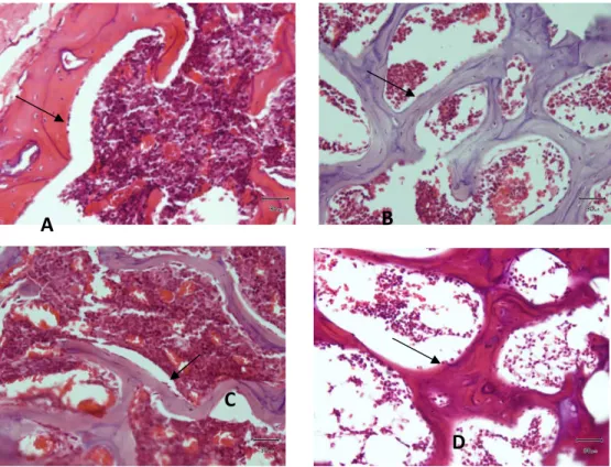 Gambar 1. Gambaran osteoblast epiphysis femur mencit (tanda panah) kelompok kontrol  (A), estrogen (B), renang (C), serta kombinasi (D) posttest (HE, 400 x) 