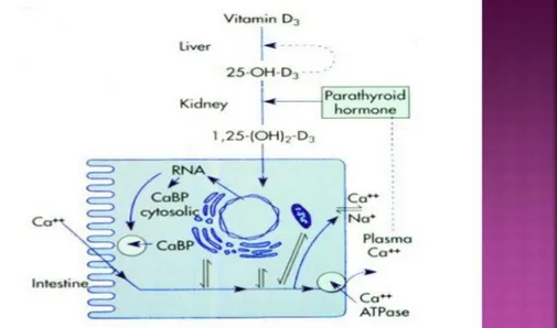 Gambar 2.   Peran Vitamin D dalam Absorbsi Kalsium  Pengaruh  hormon  dihidroksikolekalsiferol 