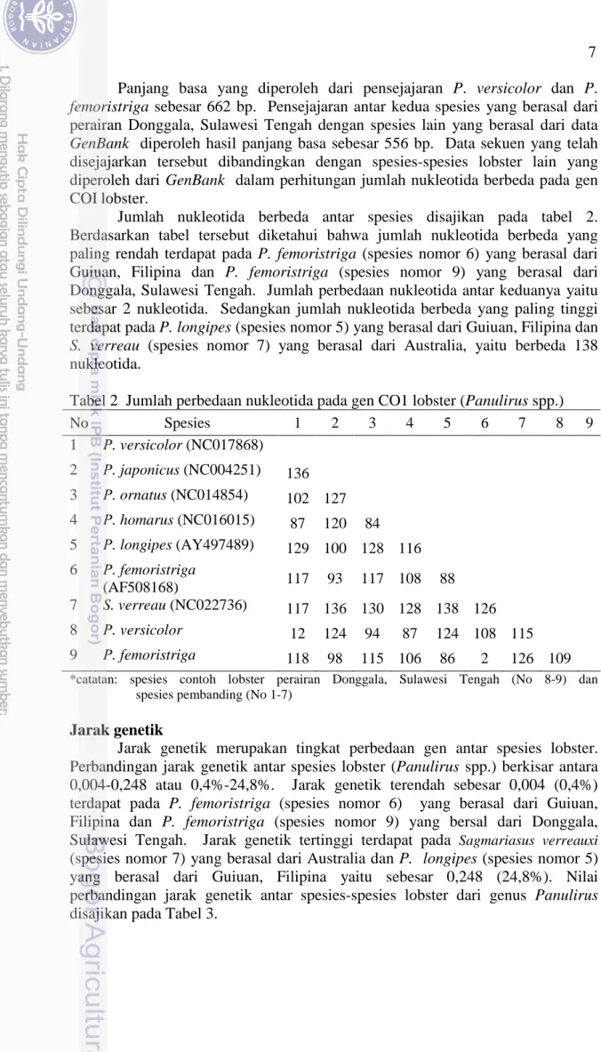 Tabel 2  Jumlah perbedaan nukleotida pada gen CO1 lobster (Panulirus spp.) 