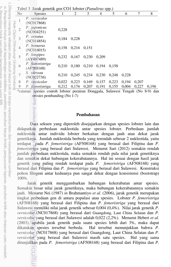 Tabel 3  Jarak genetik gen CO1 lobster (Panulirus spp.) 