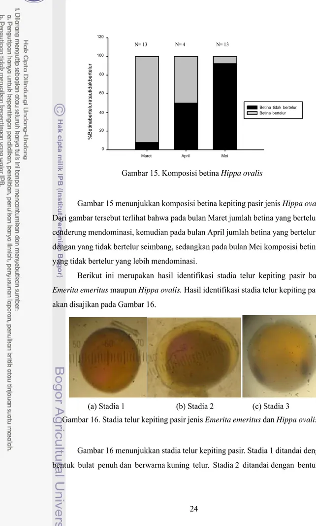 Gambar 16. Stadia telur kepiting pasir jenis Emerita emeritus dan Hippa ovalis       Gambar 16 menunjukkan stadia telur kepiting pasir. Stadia 1 ditandai dengan   bentuk  bulat  penuh dan  berwarna kuning  telur.  Stadia 2  ditandai dengan  bentuk    