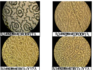 Gambar 2.  Penampilan  stomata  pada  kolesom  tanpa  naungan  (KTN)  dengan  kolesom dengan naungan (KN)