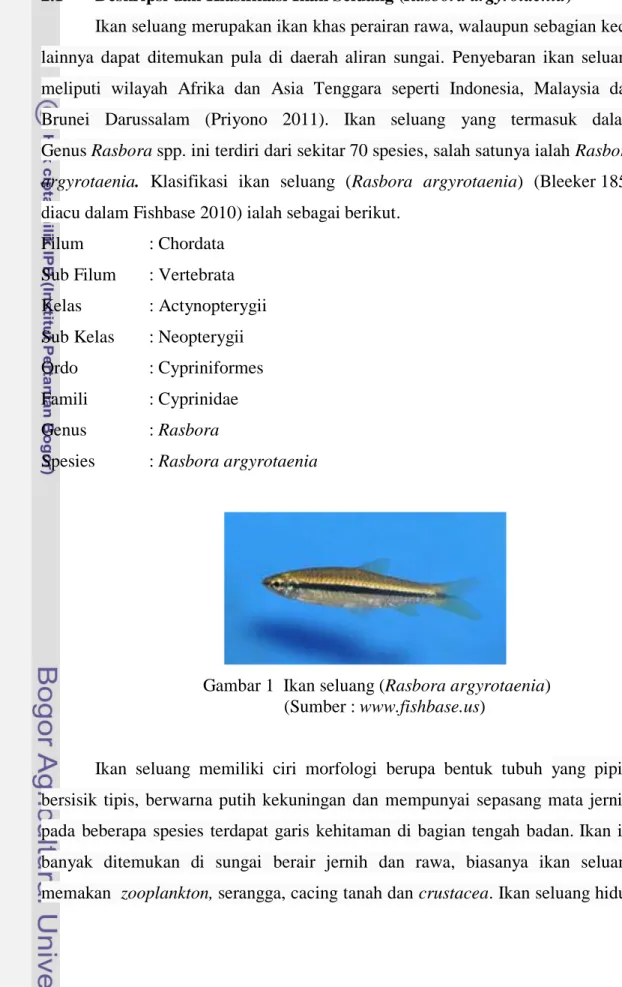 Gambar 1  Ikan seluang (Rasbora argyrotaenia)  (Sumber : www.fishbase.us) 