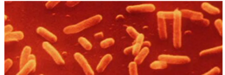 Gambar 3  Listeria monocytogenes (Bio Research Laboratories, Inc. 2010). 