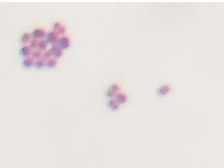 Gambar 8  Bentuk sel dan hasil pewarnaan Gram isolat BP (8) 