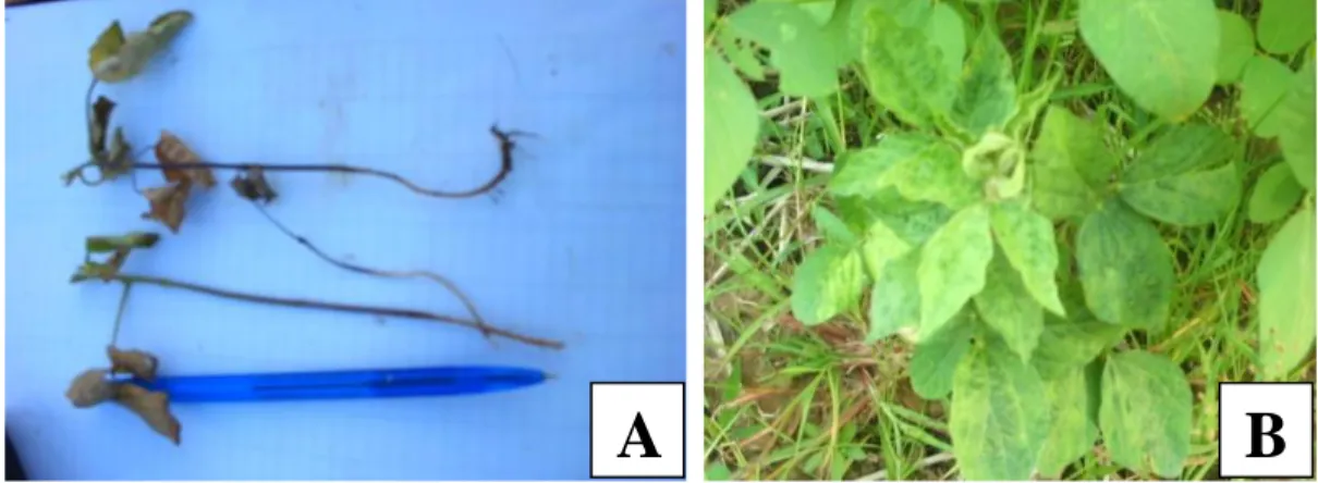 Gambar  3.  Penyakit  yang  menyerang  galur  kedelai  hitam  di  lahan  sawah:  (A)  Hawar Batang (Sclerotium rolfsii); (B) Penyakit virus  mosaic (SMV)   Gulma  yang  tumbuh  di  sekitar  pertanaman  kedelai  yaitu  sisa-sisa  tanaman  padi Ciherang (Ory