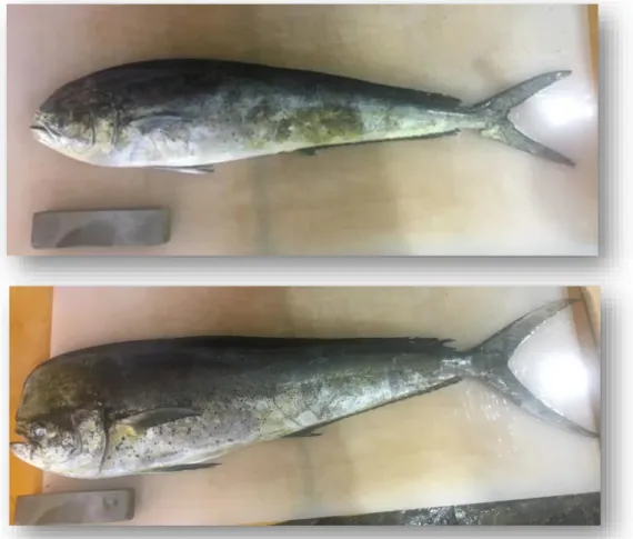 Gambar 2.   Dimorfisme seksual pada ikan lemadang Atas: betina dan bawah: jantan.    