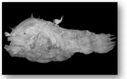 Gambar 5. Jantan parasitik Ceratias holboelli  60 mm dan 65 mm menempel pada betina 690 mm (atas)