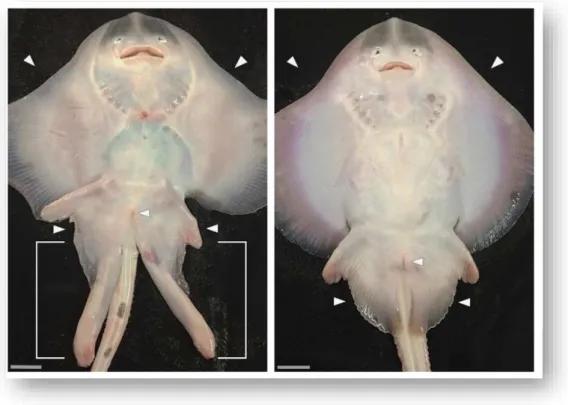 Gambar 8.  Organ penyalur sperma jantan (klasper) pada ikan pari, Leucoraja erinacea.  