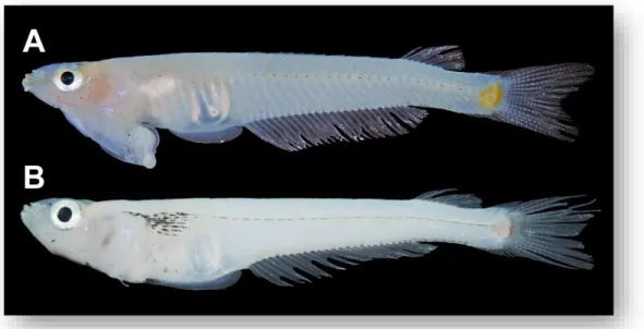 Gambar 11. Ovipositor pada ikan bitterling,  Rhodeus amarus