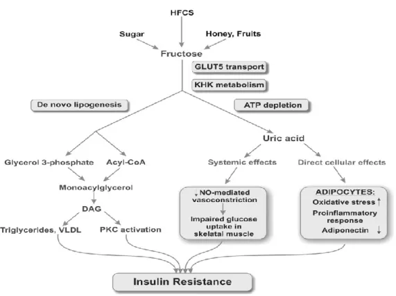 Gambar 4. Mekanisme Fruktosa  Menginduksi Resistensi Insulin 1 Fruktosa  menginduksi    resistensi  insulin  melalui    pembentukan  asam  urat  yang  berefek  sistemik  maupun  efek  seluler  terhadap  sel  adiposit  serta  melalui    de  novo  lipogenesi
