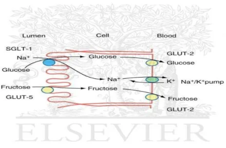 Gambar 1.  Absorpsi Glukosa dan Fruktosa pada Sel Epitel Intetinal 13   