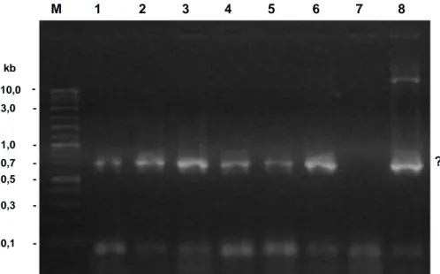 Gambar  1.  Produk  amplifikasi  PCR  dari  DNA  yang  diekstraksi  dari  embrio  yang  dimikroinjeksi pada 14 jam setelah diinjeksi