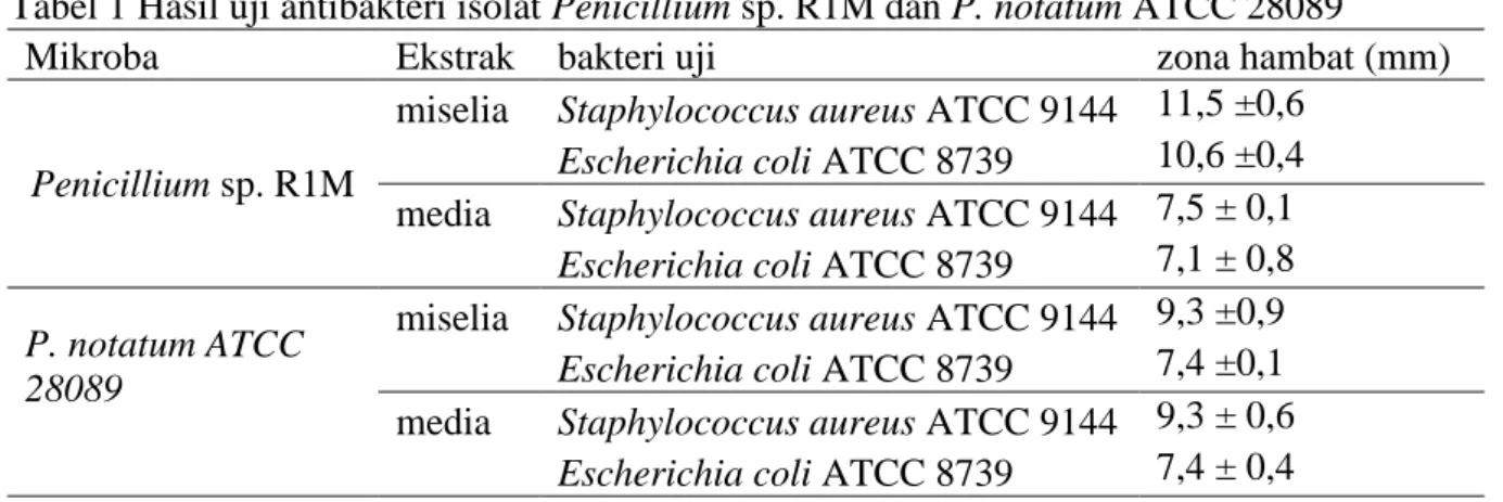 Tabel 1 Hasil uji antibakteri isolat Penicillium sp. R1M dan P. notatum ATCC 28089 