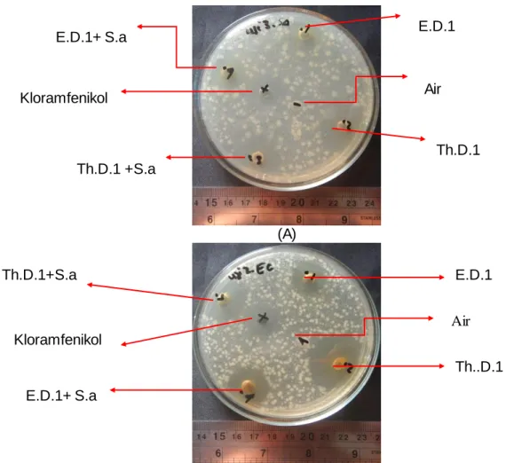 Gambar 3. Uji  ekstrak jamur pada: bakteri S. aureus (A) dan E. coli (B).  