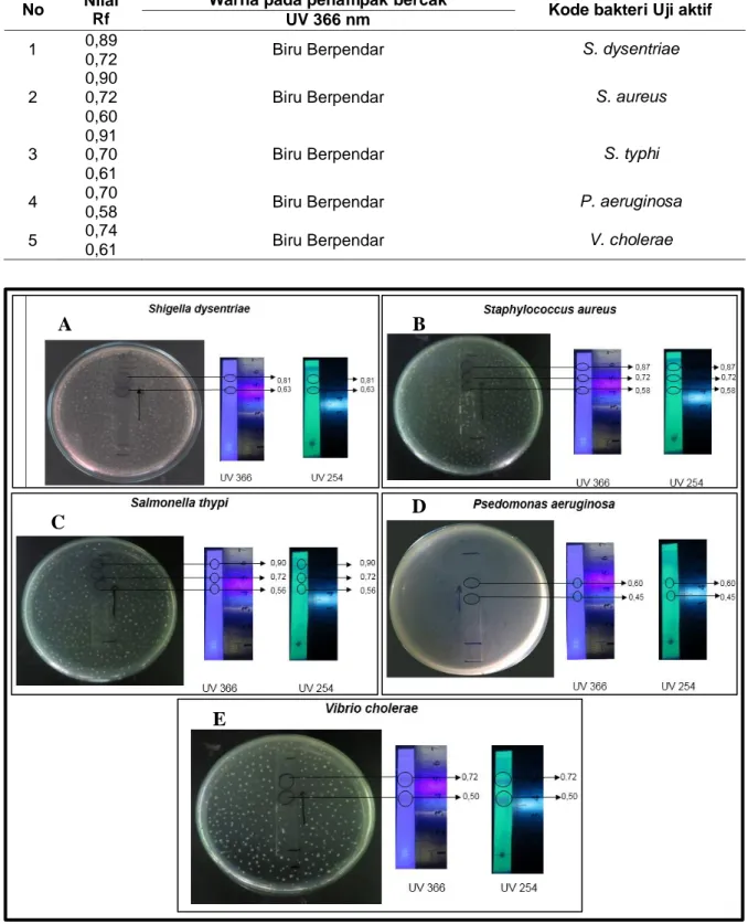 Tabel 1. Hasil uji aktivitas antibakteri fermentat supernatan isolat jamur endofit akar  mangrove IJAM 2