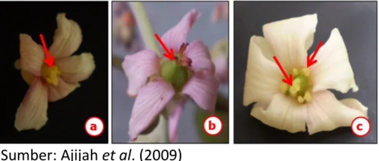 Gambar 5.  Bunga  jantan  (a),    bunga  betina  (b),  dan  bunga  hemaphrodite  (c):  tanda  panah  menunjukan  benang sari dan putik