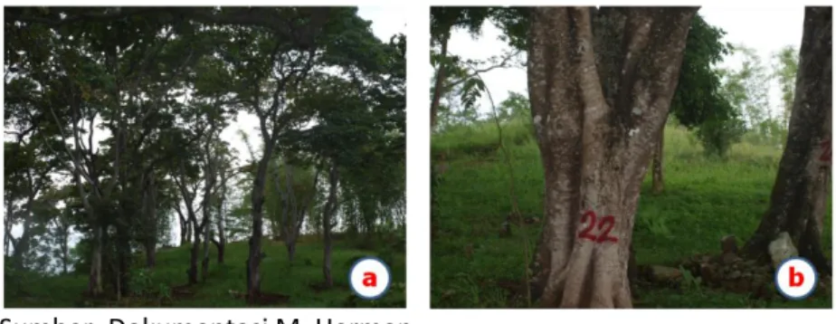 Gambar 9.  Blok Penghasil Tinggi (BPT) (a), dan pohon terpilih  (PT) (b) kemiri sunan 