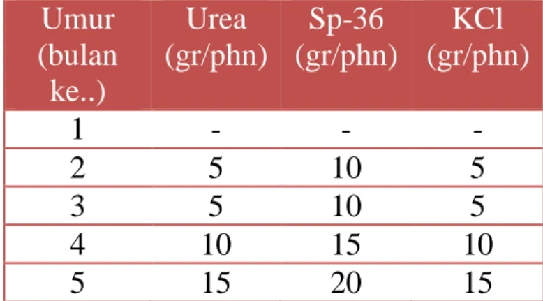 Tabel 3. Dosis  dan  jenis  pupuk  di  pembenihan  biji  kemiri  sunan  Umur  (bulan  ke..)  Urea  (gr/phn)  Sp-36  (gr/phn)  KCl  (gr/phn)  1  -  -  -  2  5  10  5  3  5  10  5  4  10  15  10  5  15  20  15 