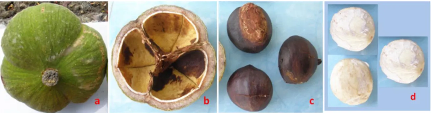 Gambar 5. (a) Buah kemiri sunan, (b) kulit buah, (c) biji, dan (d) daging biji/kernel