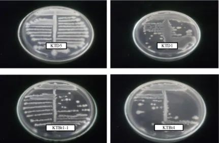 Gambar 2. Isolat bakteri endofit terseleksi yang mampu menghasilkan senyawa antimikroba