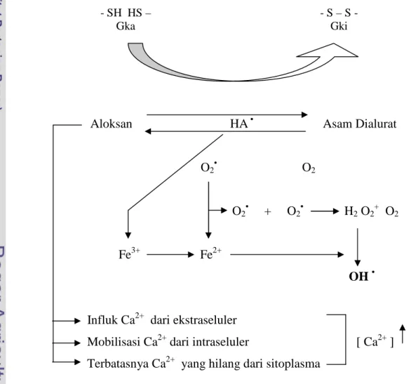 Gambar 7. Mekanisme pembentukan senyawa oksigen reaktif dalam sel pankreas tikus yang diinduksi aloksan (Szkudelski 2001)