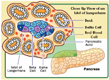 Gambar 2. Anatomi pulau Langerhans (Tortora 1996)
