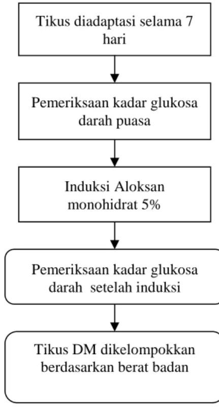 Gambar 9. Diagram tahapan alur penelitian penginduksian aloksan
