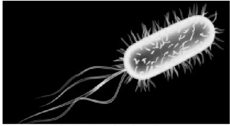 Gambar 2.  Escherichia coli   
