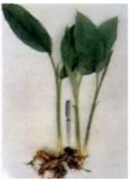 Gambar 3.  Rumpun tanaman kunyit lengkap dengan rimpangnya (Rukmana, 1999) 