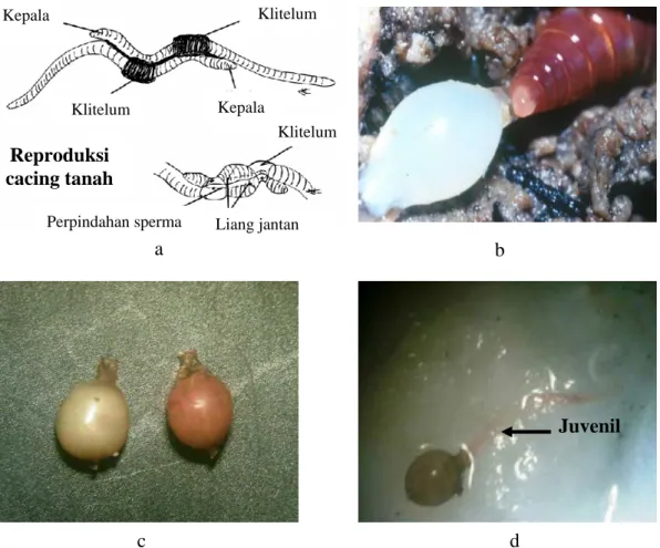 Gambar 2 Reproduksi cacing tanah (a), pembentukan kokon (b), perkembangan  kokon (c), dan penetasan kokon menjadi juvenil (d)