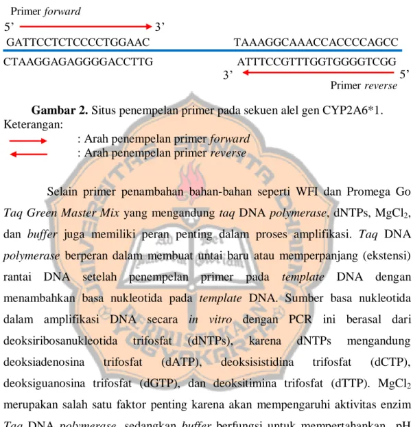 Gambar 2. Situs penempelan primer pada sekuen alel gen CYP2A6*1. 