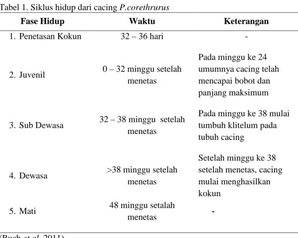 Tabel 1. Siklus hidup dari cacing P.corethrurus 