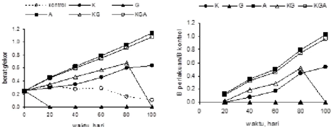 Gambar 3. Rata-rata berat tubuh cacing tanah (A), penambahan berat (B) dengan penambahan berbagai kualitas seresah pada berbagai waktu pengamatan (K=kopi, G=Gliricidia, A=alpukat).