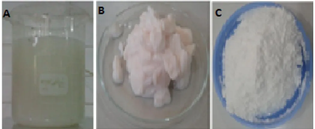Gambar 2. Sintesis katalis MgO/SiO 2  dengan metode sol gel (A) sol silika yang telah  ditambahkan larutan dopan    (B) gel MgO/SiO 2  (C) serbukMgO/SiO 2 