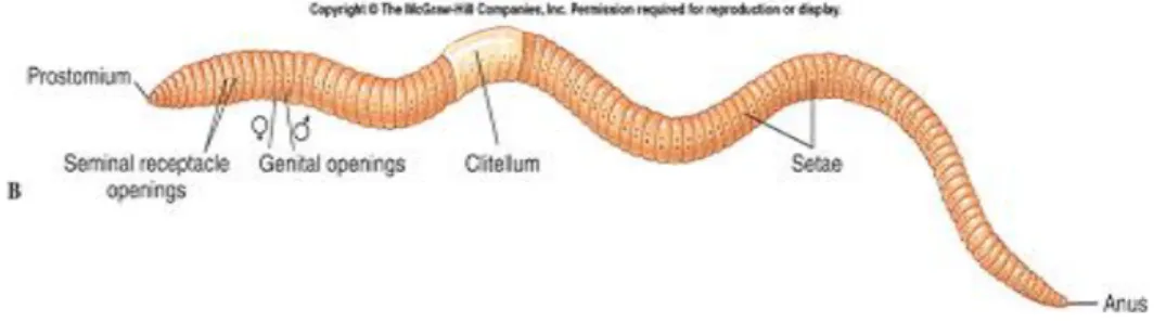 Gambar 2.  Spesifikasi bagian-bagian cacing tanah (Divirgo, 2013). 
