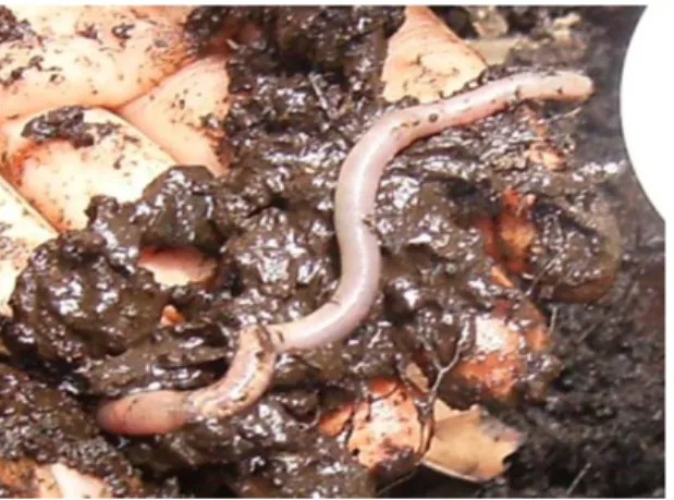 Gambar 2. Pontoscolex corethrurus, spesies cacing tanah yang ditemukan di lahan gambut  (Dokumentasi Pribadi)