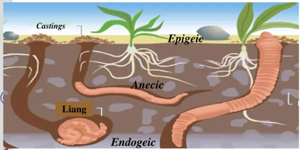Gambar 1 Klasifikasi cacing tanah berdasarkan kategori ekologi (Lee 1985) 